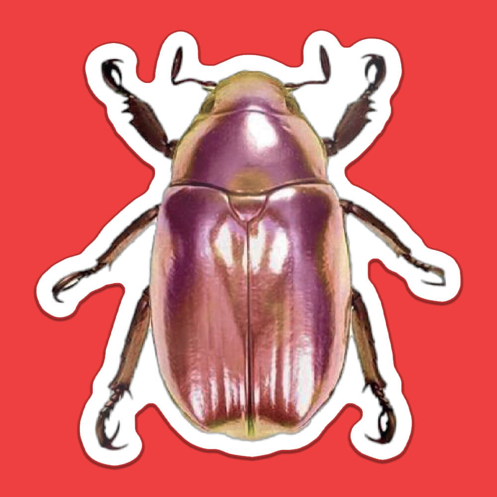 SHINY BEETLE STICKER - PACK OF 10
