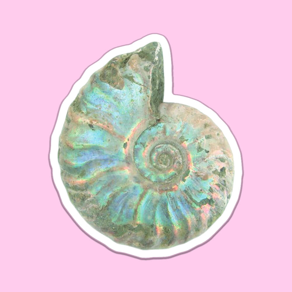 Ammonite Shell Sticker • Extreme Largeness Wholesale